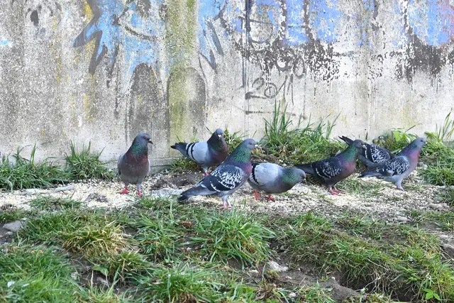 Dutzende Tauben werden am Almufer gefüttert. | Foto: Josef Wind