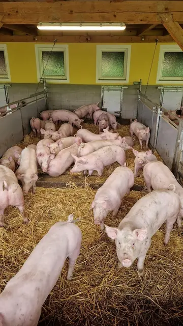 Die Landwirtschaftskammer OÖ schlägt aufgrund des Preisverfalls beim Schweinefleisch Alarm. | Foto: LK OÖ