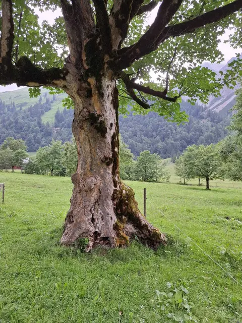 Beim Senioren-Café im Gasthaus Samböck in Pabneukirchen stand das Reisen im Mittelpunkt. Der Pabneukirchner Seniorenbund-Reiseleiter Altbürgermeister Johann Buchberger präsentierte die 4-Tages-Ortsgruppenreise nach Bayern und Tirol mit beeindruckenden Bildern. | Foto: Robert Zinterhof