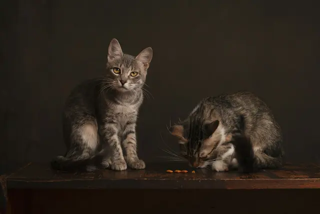 Nicht jede Katze verträgt jedes Futter gleich gut – bei empfindlicher Verdauung zahlt sich eine gezielte Auswahl aus. | Foto: Unsplash / Oleksandr Dorokhov