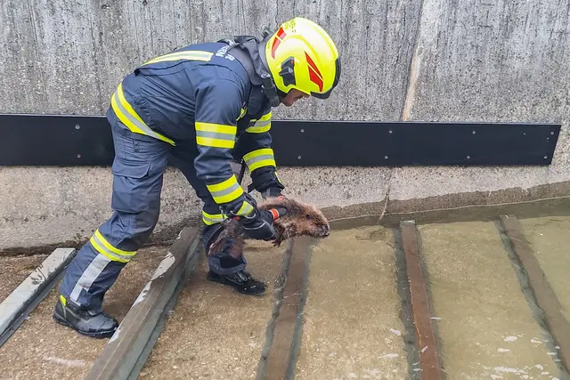 Der Biber dürfte wohl über eine Betonmauer in das wasserlose Becken gefallen sein und war auf die Hilfe der Goiserer Einsatzkräfte angewiesen. | Foto: FF Bad Goisern