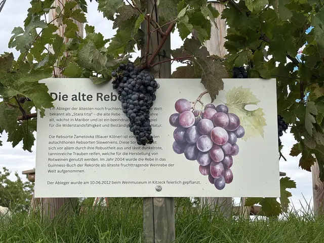 Foto: MeinBezirk/W. Fischer