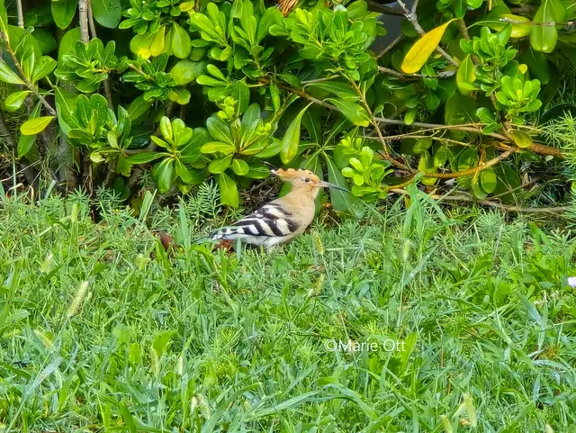 Wiedehopf, Vogel, gefährdete Tierart