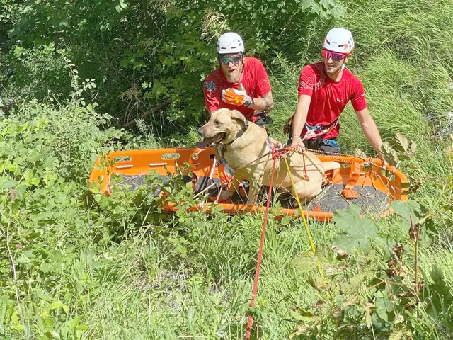 Die Bergrettung hat bereits zahlreiche Erfahrungen bei der Bergung von Hunden. (Archivbild) | Foto: Zoom-Tirol