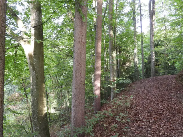 Holzwelten Pabneukirchen. Im ganzen Jahr gratis begehbar. | Foto: Zinterhof