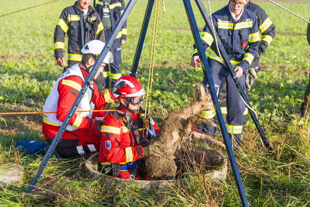 Das Reh konnte glücklicherweise unverletzt geborgen werden.  | Foto: Hermann Kollinger