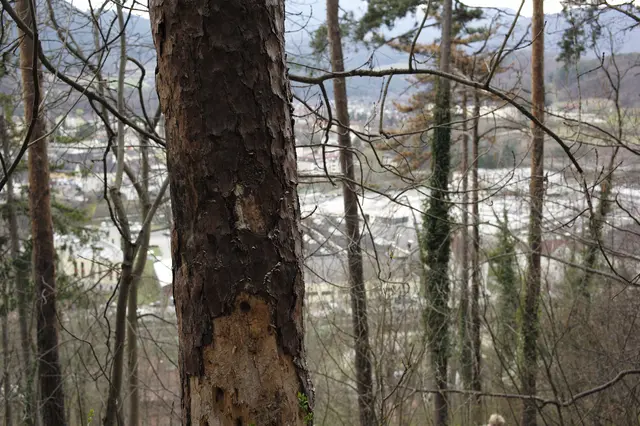 Blick aus dem Silbersbergwald Richtung Gloggnitz. | Foto: Santrucek