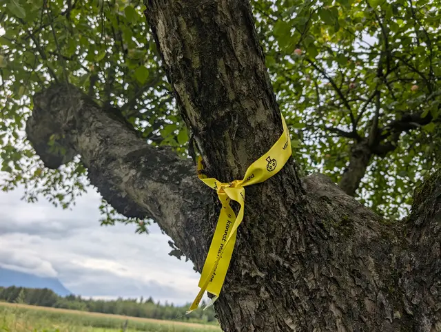 Wird ein gelbes Band am Stamm eines Obstbaumes befestigt, signalisiert dieses, hier darf geerntet werden. Auch die Gemeinde Meiningen beteiligt sich nun an dieser Initiative. Wer Obstbäume besitzt und die Ernte nicht vollständig benötigt, kann seine Bäume mit einem gelben Band zur Ernte freigeben. | Foto: Gemeinde Meiningen