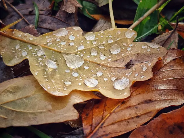 Zum astronomischen Herbstbeginn fallen die Temperaturen regional unter den Gefrierpunkt, am Wochenende sind dagegen bis zu 26 Grad möglich. (Symbolbild) | Foto: Christian Hahn