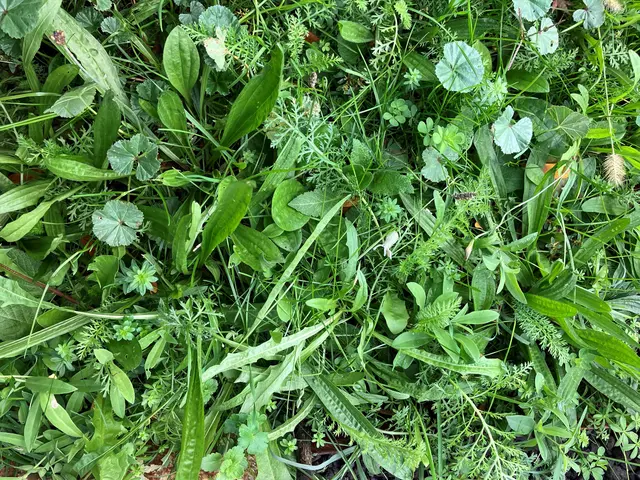 Ein Kräuterrasen kann den Garten klimafit machen. | Foto: Katharina Weber/Natur im Garten