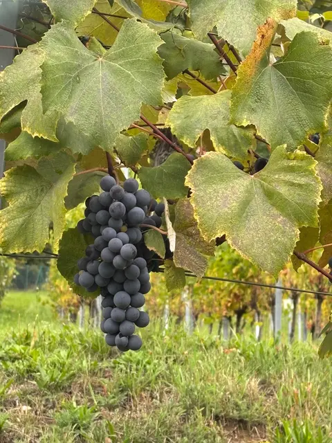 Der Weinbau hat in der Gemeinde eine mehr als 1.000-jährige Tradition. Der "Verein zur Förderung des Weinbaus in Sittersdorf" hält diese Tradition hoch. | Foto: MeinBezirk.at