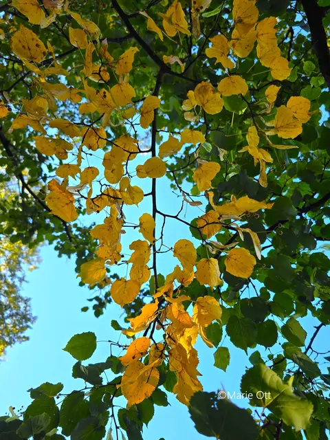 Herbst, Geschichte