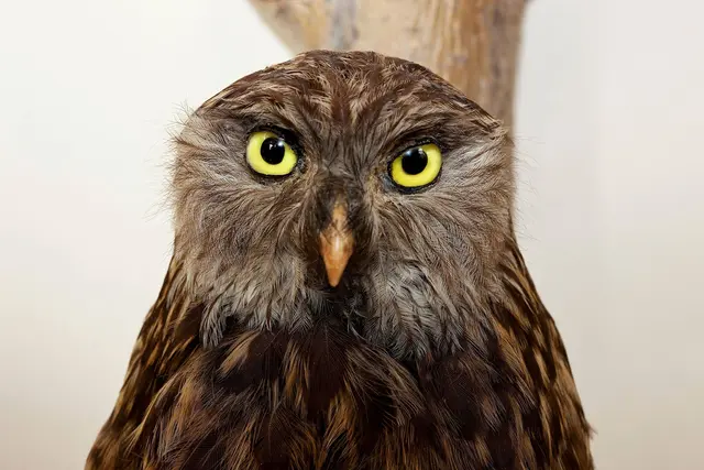 Nach aufwendiger Modernisierung öffnen die Vogelsäle im NHM mit einer besonderen Aktion wieder. | Foto: NHM Wien