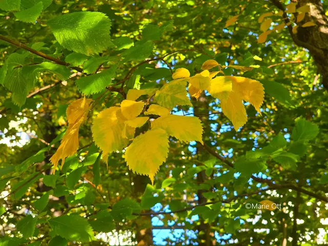 Herbst, Texte