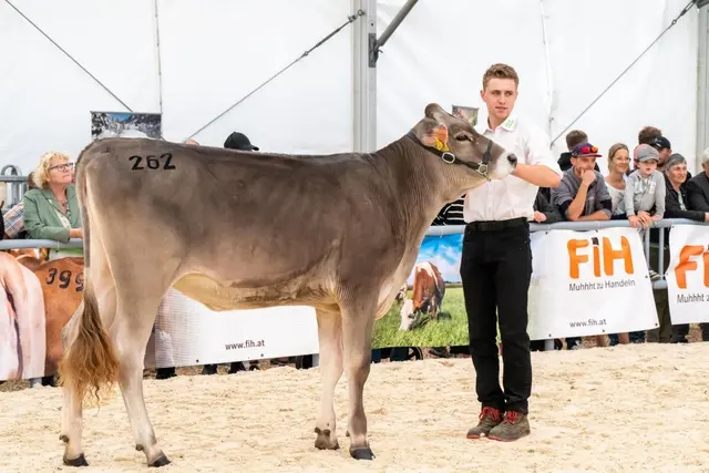 Neben seiner Lehre als Elektro- und Gebäudetechniker bei Hengster in Bad Leonfelden ist Stefan Kitzberger begeisterter Jungrinderzüchter. | Foto: Kitzberger