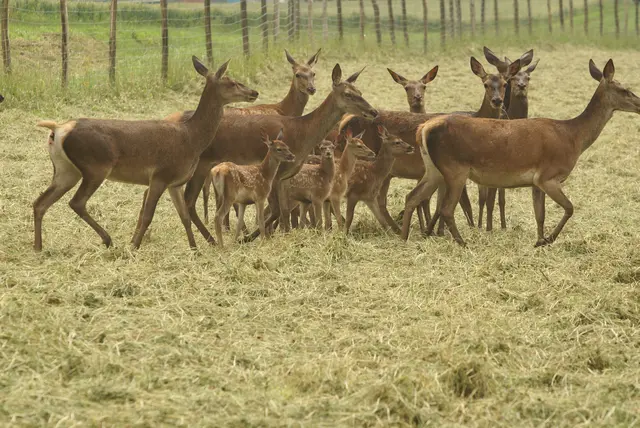 Wildfleisch ist vielseitig einsetzbar und qualitätsgeprüft. Dam-, Sika- und Rotwild sind feinfasrig, leicht verdaulich und besonders geschmackvoll.  | Foto: Sallmann