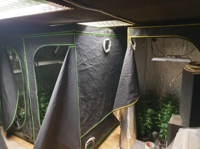 Polizei Neusiedl am See zerschlägt illegale Cannabis-Plantage. | Foto: KKD Neusiedl