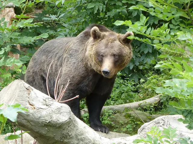 Mit ihren beachtlichen 35 Jahren war Martina bereits eine sehr alte Braunbärin und über 22 Jahre ein fester Bestandteil des Alpenzoo. | Foto: Alpenzoo