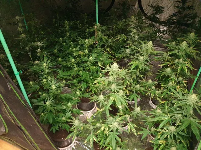 Die Ermittlungen ergaben weitergehende Erkenntnisse: Der Beschuldigte soll rund 5,4 Kilogramm Cannabisblüten gewerbsmäßig an eine bekannte sowie zwei weitere, bislang unbekannte Personen verkauft haben. | Foto: KKD Neusiedl