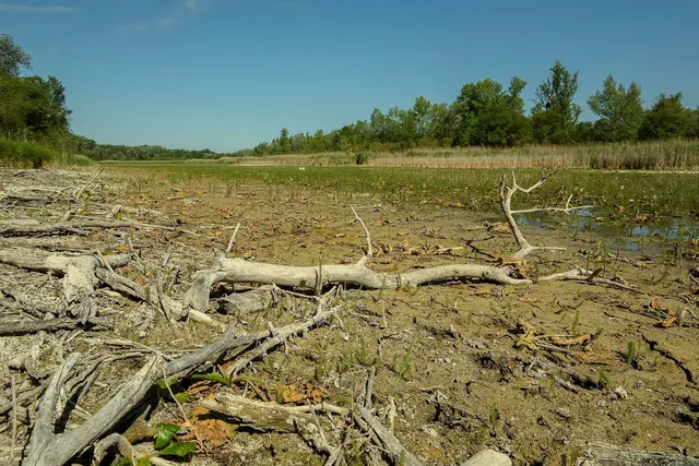 Bilder des WWF aus dem August zeigen, dass aktuell der Schlamm in der Unteren Lobau vorherrscht. | Foto: WWF