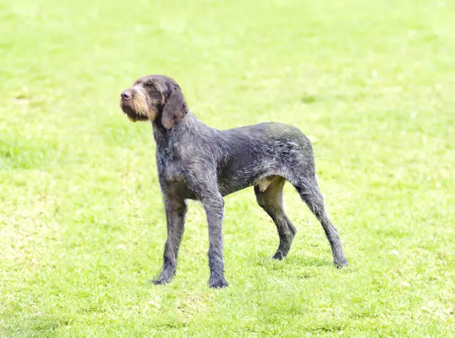 Der Hund der Rasse Deutsch Drahthaar hat die Eltern seines Herrchens gebissen. | Foto: Symbolfoto: smarterpix/f8grapher