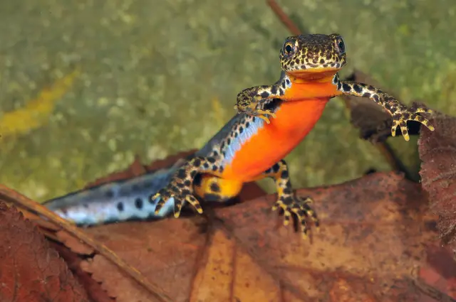 Beim männlichen Bergmolch leuchtet zur Paarungszeit die orange gefärbte Bauchseite mit der blauen Oberseite um die Wette. © DGHT-Meyer