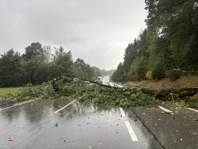 Der massive abgebrochene Ast blockierte die gesamte Fahrbahn. | Foto: FF Hoheneich