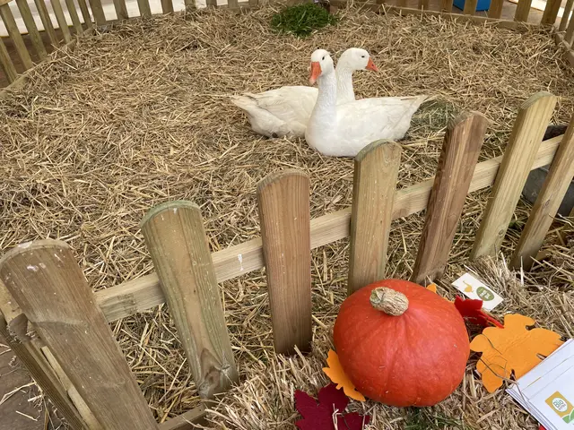 Beim Bio-Fest in den vergangenen Jahren ging es auch tierisch zu. Die Weidegänse zogen die Blicke der Besucher auf sich.  | Foto: Archivfoto: Lisa Gold