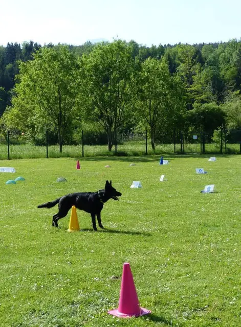 Foto: Hundeschule ÖRV HSV St. Veit