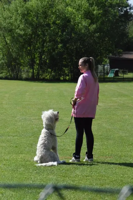 Foto: Hundeschule ÖRV HSV St. Veit