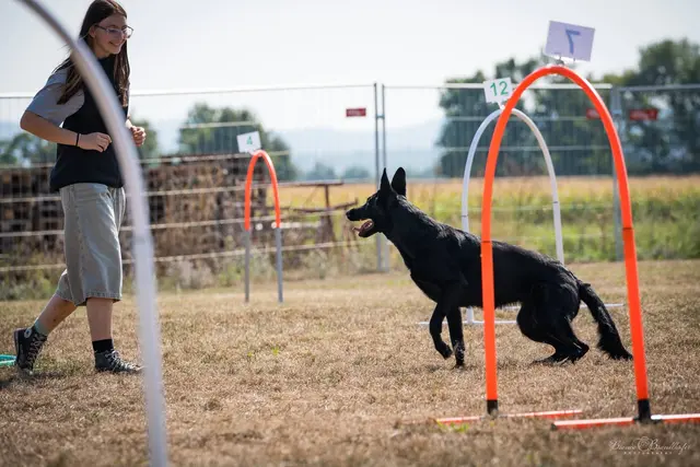 Foto: Hundeschule ÖRV HSV St. Veit