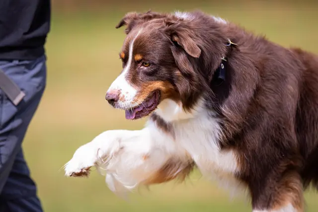 Foto: doGSport