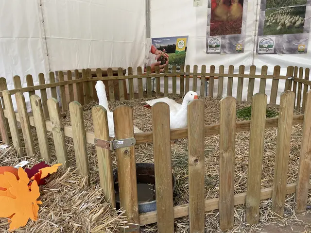 Beim Bio-Fest in den vergangenen Jahren ging es auch tierisch zu. Die Weidegänse zogen die Blicke der Besucher auf sich.  | Foto: Archivfoto: Lisa Gold