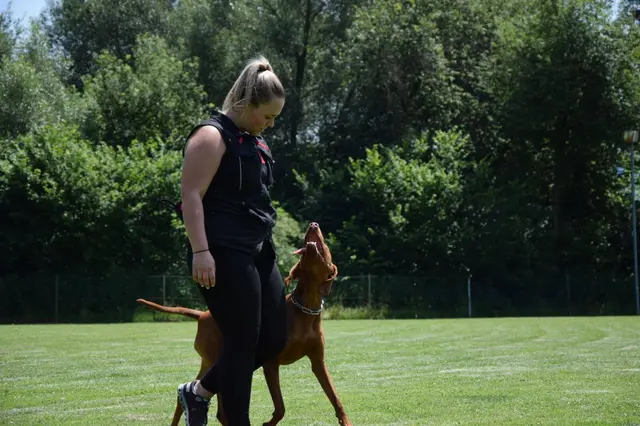 Foto: Hundeschule ÖRV HSV St. Veit