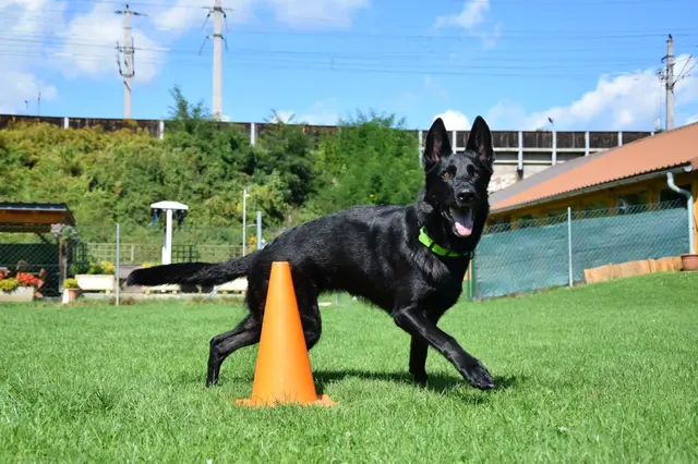 Bereits seit 1979 gibt es die Hundeschule ÖRV HSV St. Veit am Wayerfeld schon. | Foto: Hundeschule ÖRV HSV St. Veit