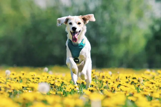 Wer seinen Hund hochwertig ernährt, trägt zu einem glücklichen und gesunden Hundeleben bei. | Foto: Unsplash / Rafaëlla Waasdorp