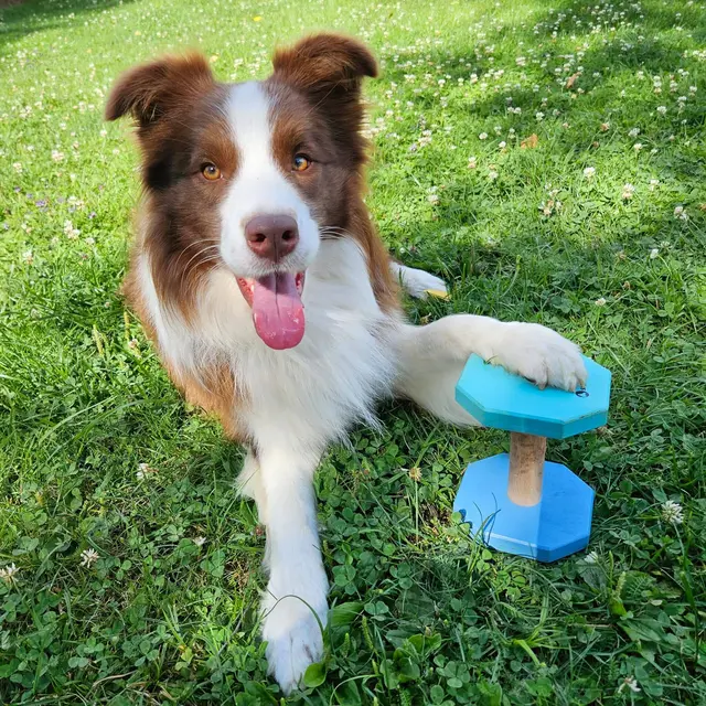 Foto: Hundeschule ÖRV HSV St. Veit