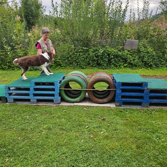 Foto: Hundeschule ÖRV HSV St. Veit