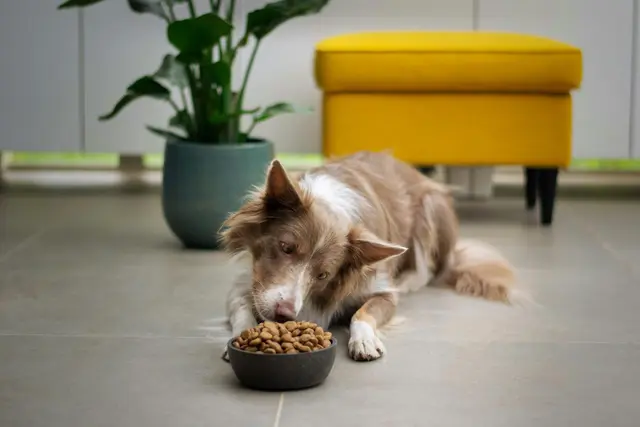 Wer beim Hundefutter-Kauf auf Fleischanteil und Deklaration achtet, hält seinen Hund langfristig gesund – und spart oft an Tierarztkosten. | Foto: Unsplash / Ayla Verschueren 