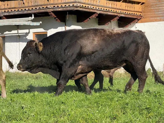 Bei einer Stierattacke in Achenkirch wurden ein Landwirt und seine Cousine verletzt. Die 68-Jährige musste mit dem Notarzthubschrauber ins Krankenhaus gebracht werden. | Foto: zoom.tirol