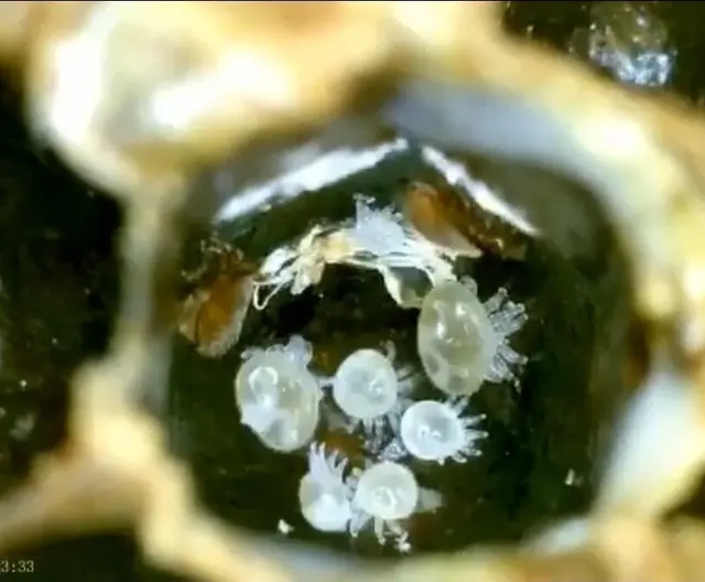 Varroamilben, die sich in einer Zelle vermehrt haben | Foto: Bienenzuchtgruppe Oberösterreich–Salzburg