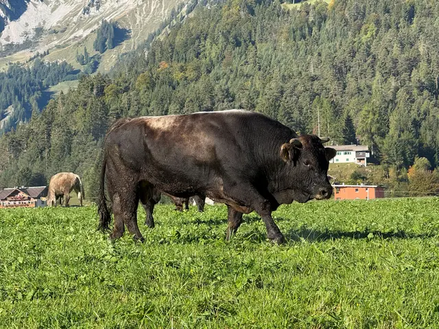 Foto: zoom.tirol