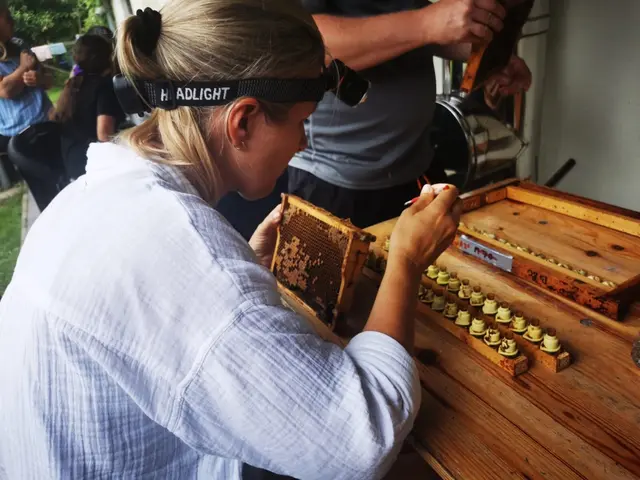 Umlarven für Königinnenzucht | Foto: Bienenzuchtgruppe Oberösterreich–Salzburg