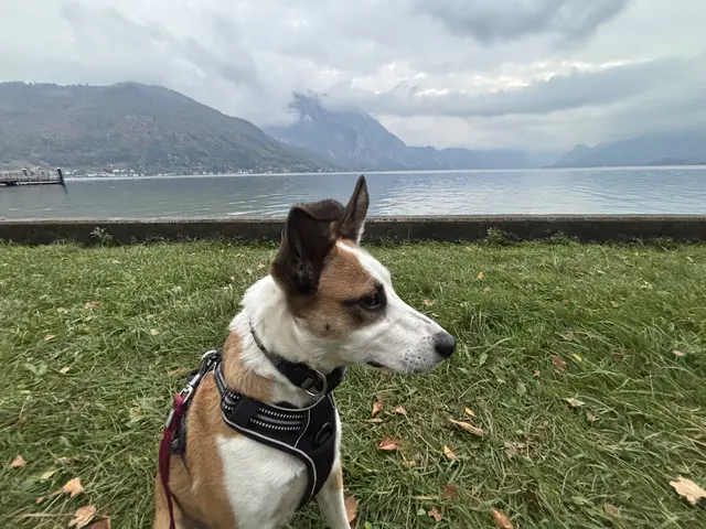 Für Hundehalter gibt es einige Vorschriften, die Hundeabgabe ist in den Salzkammergut-Gemeinden unterschiedlich hoch. | Foto: MeinBezirk/K. Müller