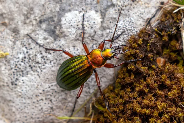 Coleoptera wie der Goldglänzende Laufkäfer werden im Wildnisgebiet Dürrenstein-Lassingtal untersucht. | Foto: Wildnisgebiet Dürrenstein-Lassingtal