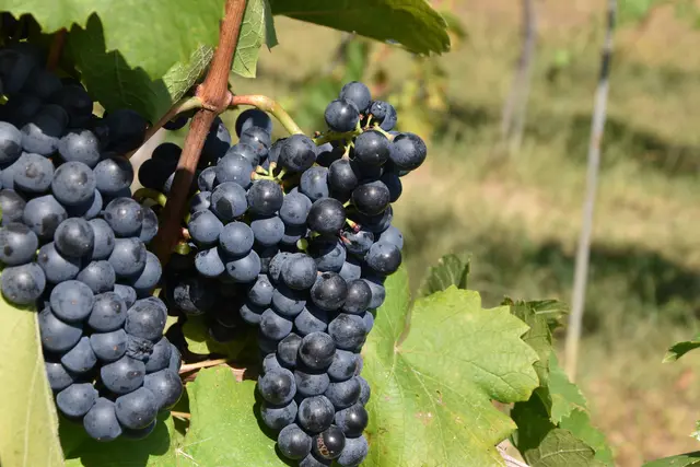 Der Gesamtertrag dürfte im Burgenland um rund 30 Prozent unter den Zahlen des Vorjahres liegen.  | Foto: Stefan Schneider/MeinBezirk