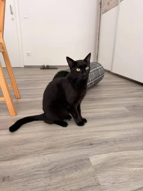 Puma ist ein ganz besonders verschmuster Kater. | Foto: Gut Aiderbichl