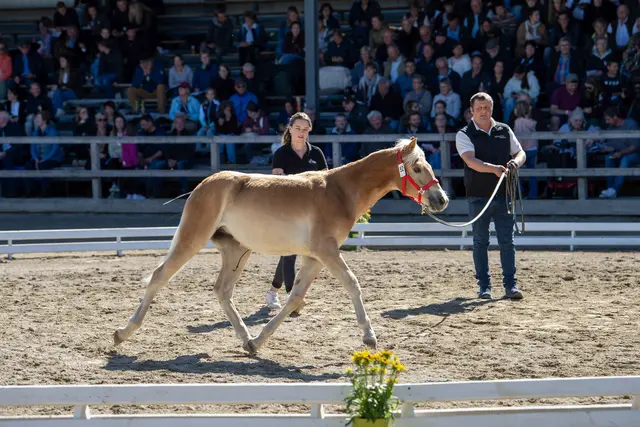 Die Haflinger Stutfohlen wurden dem Publikum präsentiert.  | Foto: Fohlenhof Ebbs/Anita Baumgartner