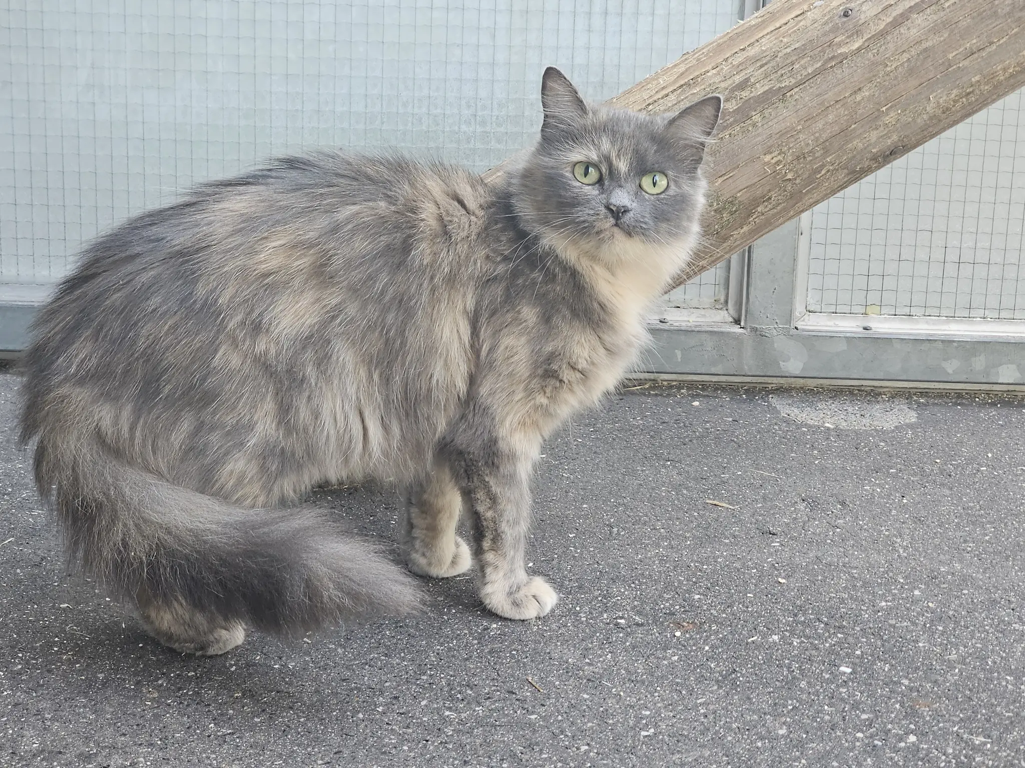Tiervorstellung: Katzendame 