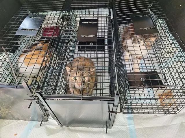 Insgesamt 33 Katzen wurden auf einem Hof in der Gemeinde Stattegg gefunden und gerettet. | Foto: Tierschutz Phönix
